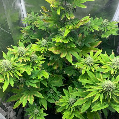Gelat.OG growlog timeline photo