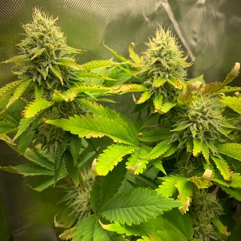 Gelat.OG growlog timeline photo