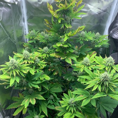 Gelat.OG growlog timeline photo