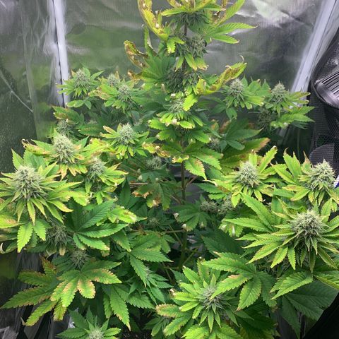 Gelat.OG growlog timeline photo