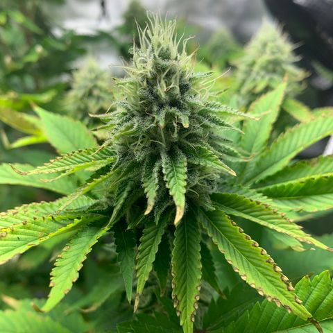 Gelat.OG growlog timeline photo