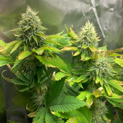 Gelat.OG growlog timeline photo