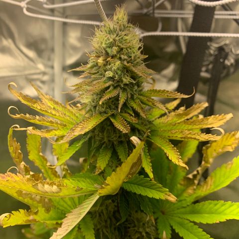 Gelat.OG growlog timeline photo