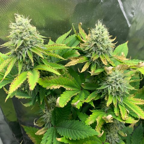 Gelat.OG growlog timeline photo