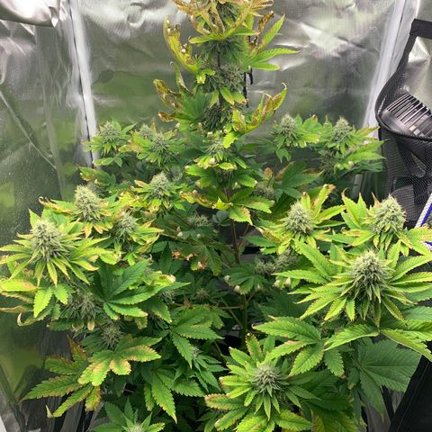 Gelat.OG growlog timeline photo
