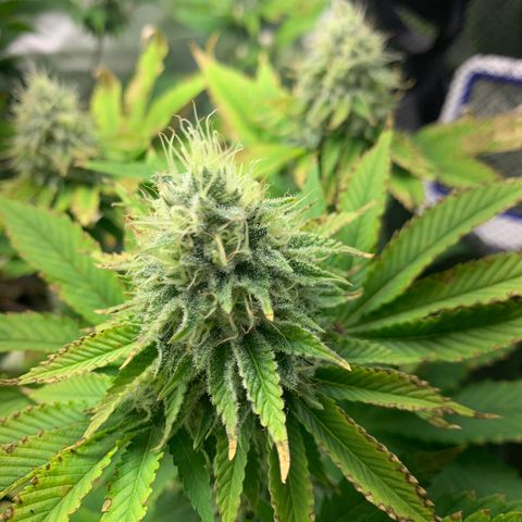Gelat.OG growlog timeline photo