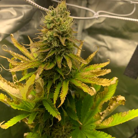 Gelat.OG growlog timeline photo