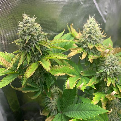 Gelat.OG growlog timeline photo