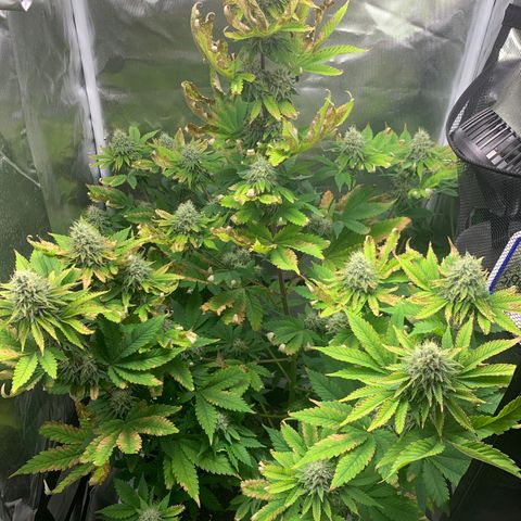 Gelat.OG growlog timeline photo