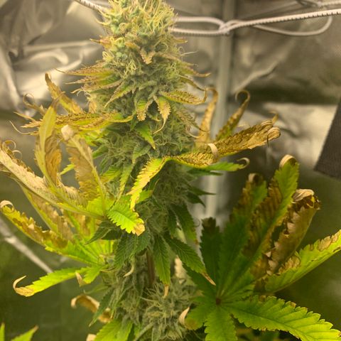 Gelat.OG growlog timeline photo