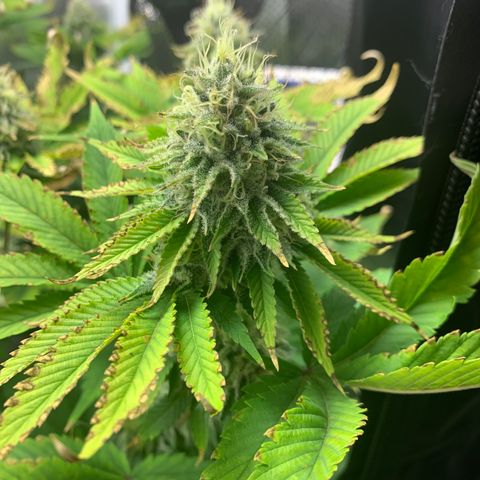 Gelat.OG growlog timeline photo