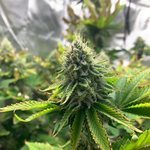 Gelat.OG growlog timeline photo
