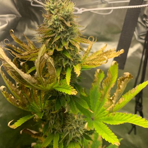 Gelat.OG growlog timeline photo