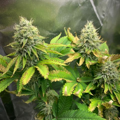Gelat.OG growlog timeline photo