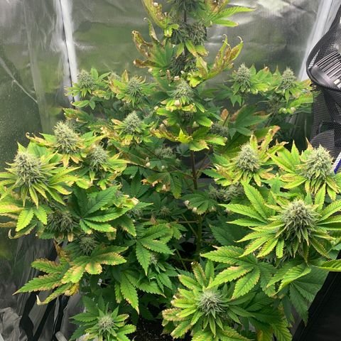 Gelat.OG growlog timeline photo