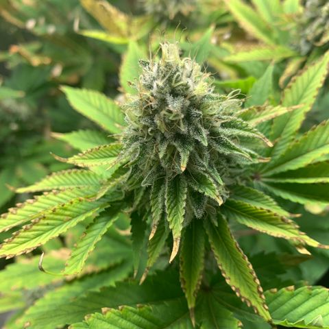 Gelat.OG growlog timeline photo