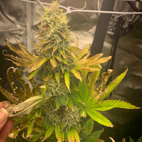 Gelat.OG growlog timeline photo
