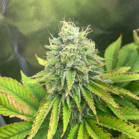 Gelat.OG growlog timeline photo