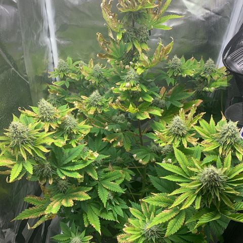 Gelat.OG growlog timeline photo