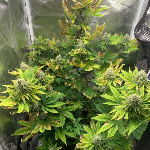 Gelat.OG growlog timeline photo