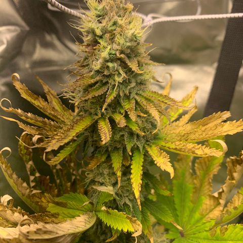 Gelat.OG growlog timeline photo