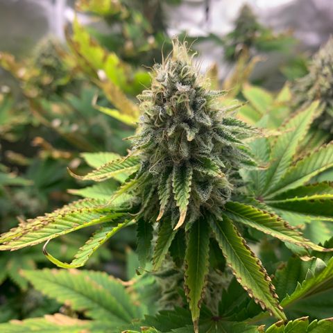 Gelat.OG growlog timeline photo