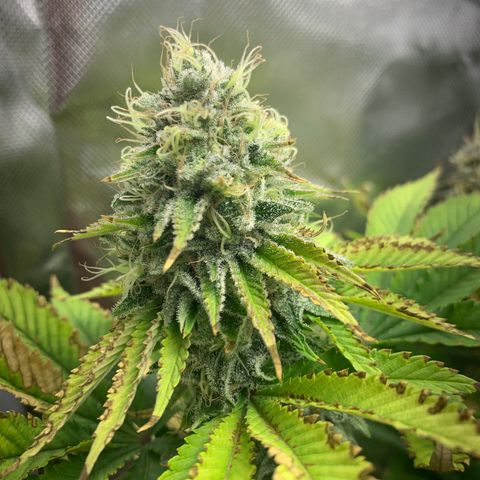 Gelat.OG growlog timeline photo