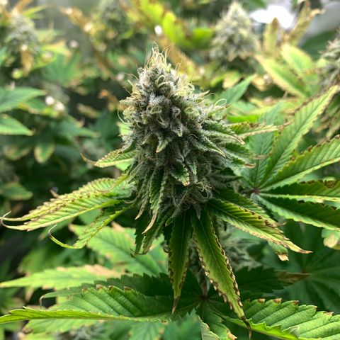 Gelat.OG growlog timeline photo