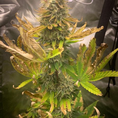 Gelat.OG growlog timeline photo