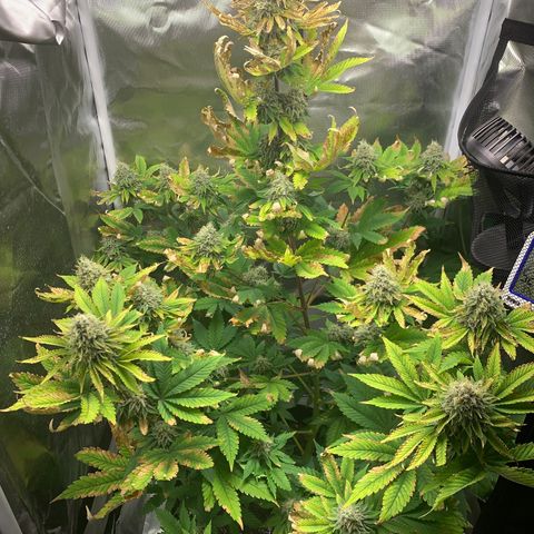 Gelat.OG growlog timeline photo