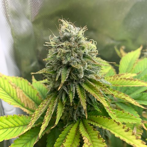 Gelat.OG growlog timeline photo