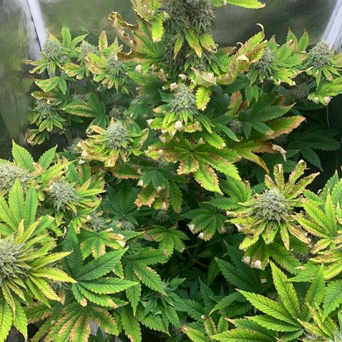 Gelat.OG growlog timeline photo