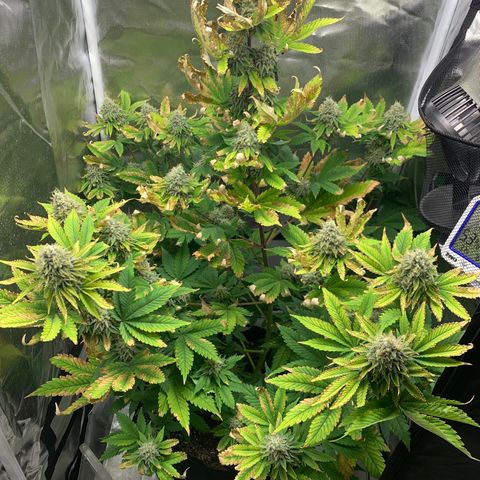 Gelat.OG growlog timeline photo