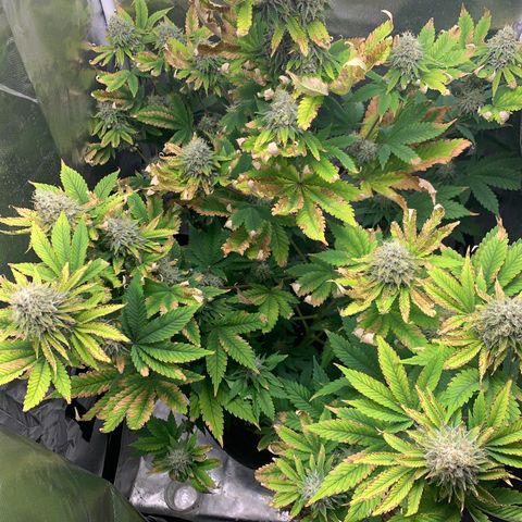 Gelat.OG growlog timeline photo