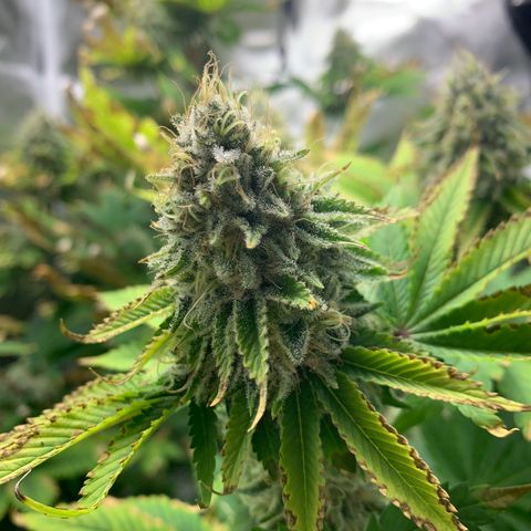 Gelat.OG growlog timeline photo