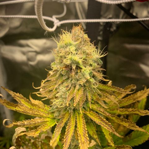 Gelat.OG growlog timeline photo