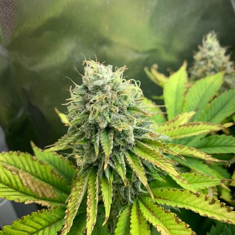 Gelat.OG growlog timeline photo