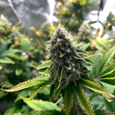 Gelat.OG growlog timeline photo