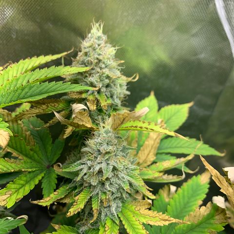 Gelat.OG growlog timeline photo