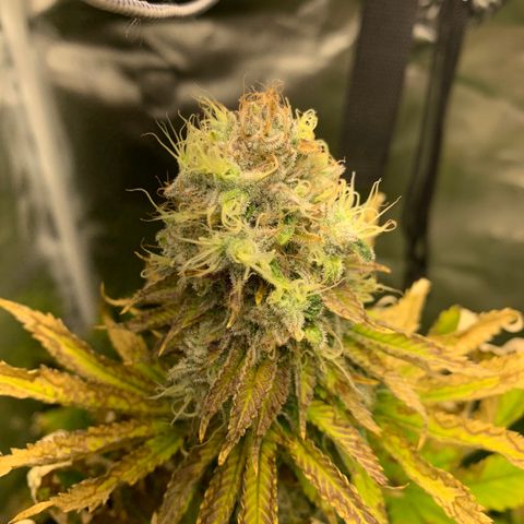 Gelat.OG growlog timeline photo