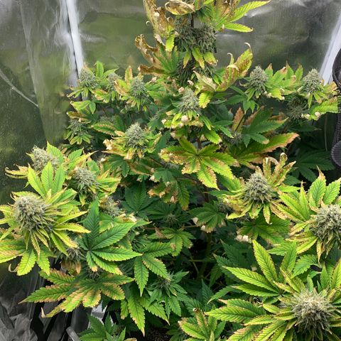 Gelat.OG growlog timeline photo