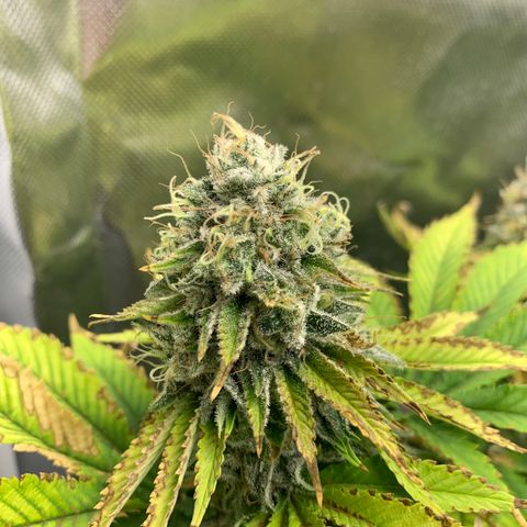 Gelat.OG growlog timeline photo