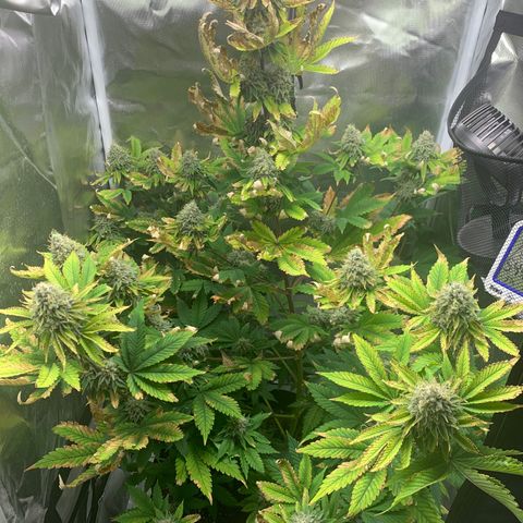 Gelat.OG growlog timeline photo