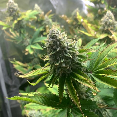 Gelat.OG growlog timeline photo