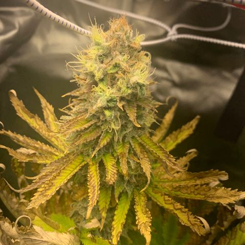 Gelat.OG growlog timeline photo