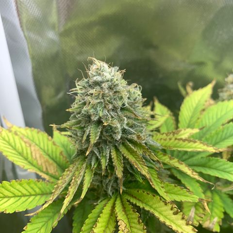 Gelat.OG growlog timeline photo