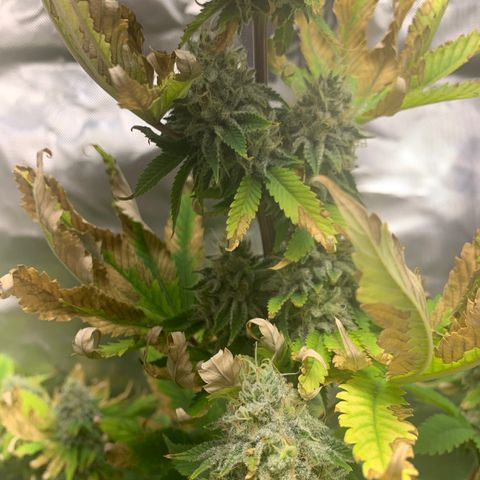 Gelat.OG growlog timeline photo