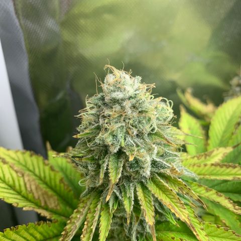 Gelat.OG growlog timeline photo
