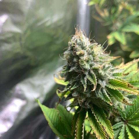 Gelat.OG growlog timeline photo