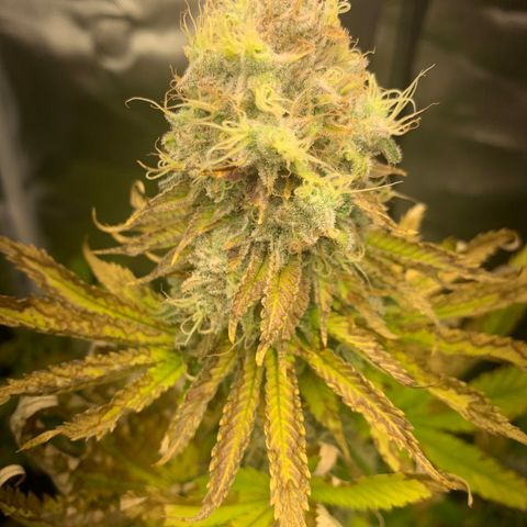 Gelat.OG growlog timeline photo